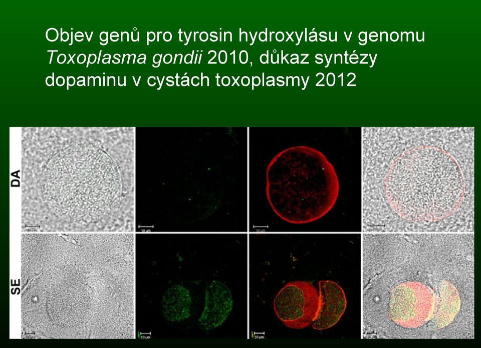 Toxoplasma gondii 2010,