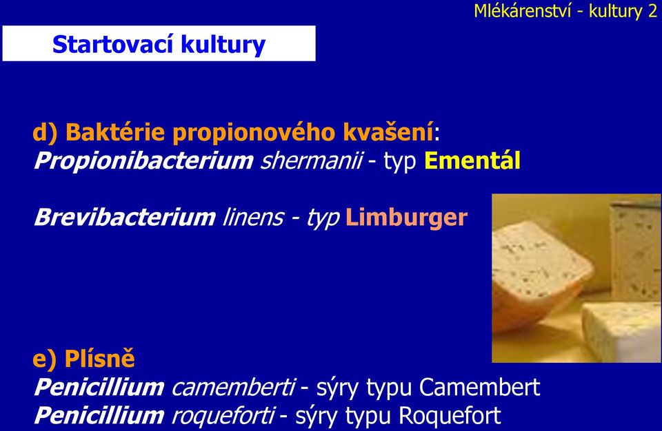 Brevibacterium linens - typ Limburger e) Plísně Penicillium