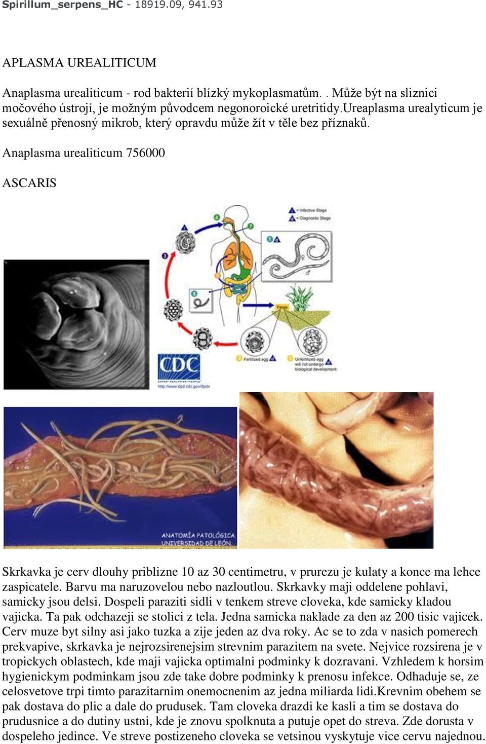 Anaplasma urealiticum 756000 ASCARIS Skrkavka je cerv dlouhy priblizne 10 az 30 centimetru, v prurezu je kulaty a konce ma lehce zaspicatele. Barvu ma naruzovelou nebo nazloutlou.