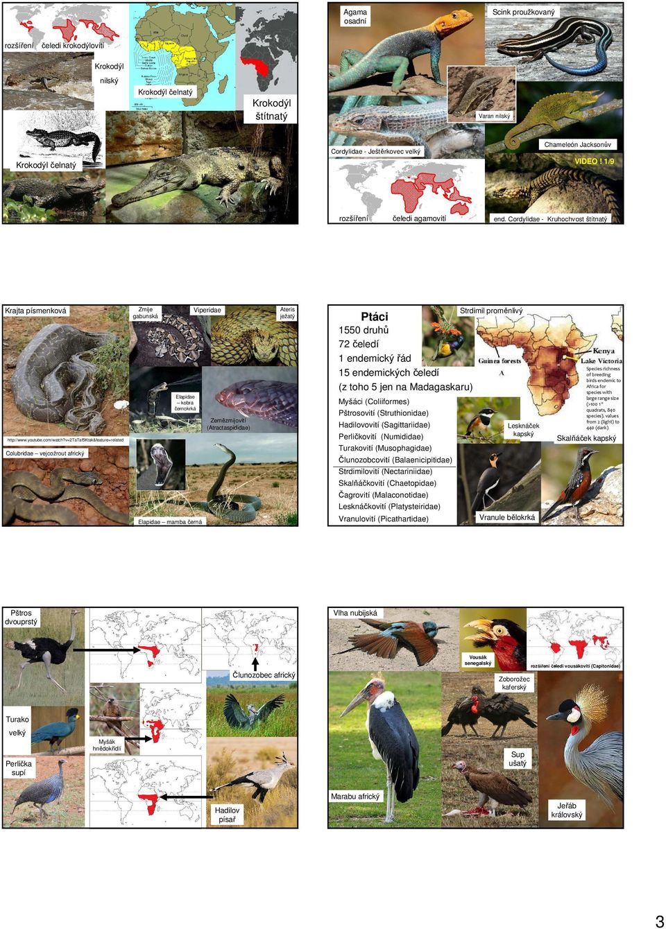 Cordylidae - Kruhochvost štítnatý Strdimil proměnlivý 1550 druhů 72 čeledí 1 endemický řád 15 endemických čeledí (z toho 5 jen na Madagaskaru) Elapidae kobra černokrká Zemězmijovití (Atractaspididae)