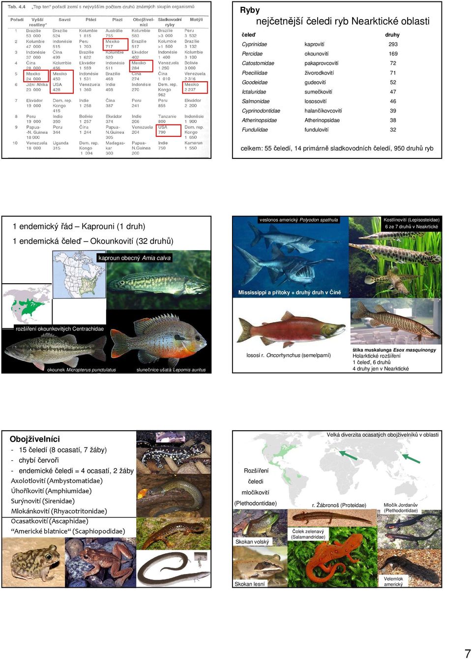 950 druhů ryb veslonos americký Polyodon spathula Kostlínovití (Lepisosteidae) 6 ze 7 druhů v Neakrtické 1 endemický řád Kaprouni (1 druh) 1 endemická čeleď Okounkovití (32 druhů) kaproun obecný Amia