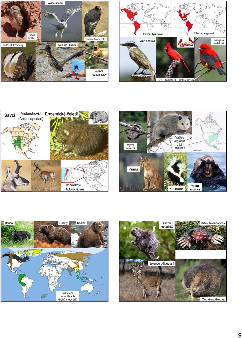 (Antilocapridae) Endemické čeledi Mýval severní Vačice virginská a její rozšíření Puma Bobruškovití (Aplodontidae) r.