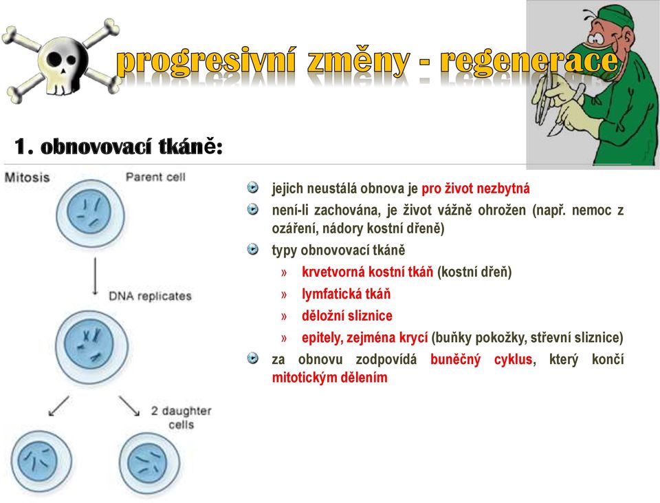 nemoc z ozáření, nádory kostní dřeně) typy obnovovací tkáně» krvetvorná kostní tkáň (kostní