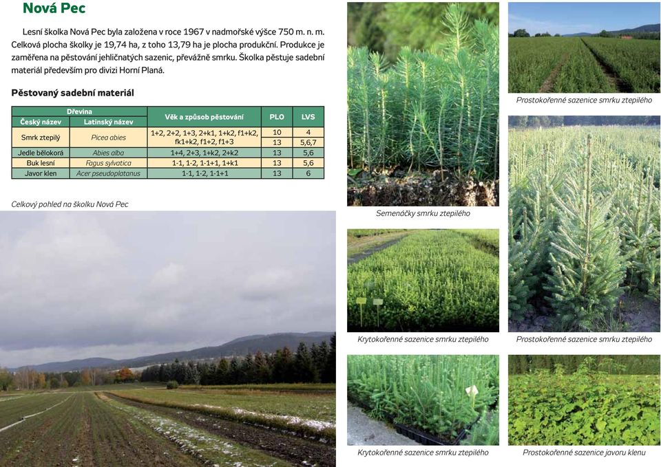 Český název Smrk ztepilý Latinský název Picea abies Věk a způsob pěstování PLO LVS 1+2, 2+2, 1+3, 2+k1, 1+k2, f1+k2, fk1+k2, f1+2, f1+3 10 4 13 5,6,7 Jedle bělokorá Abies alba 1+4, 2+3, 1+k2, 2+k2 13