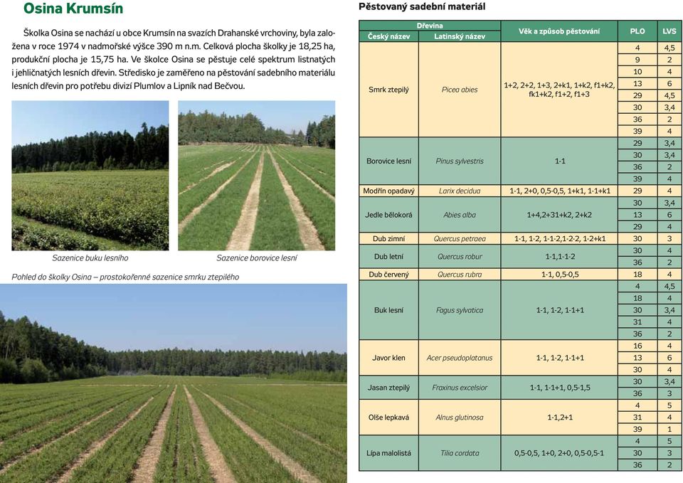 Sazenice buku lesního Sazenice borovice lesní Pohled do školky Osina prostokořenné sazenice smrku ztepilého Český název Smrk ztepilý Latinský název Picea abies Věk a způsob pěstování PLO LVS 1+2,