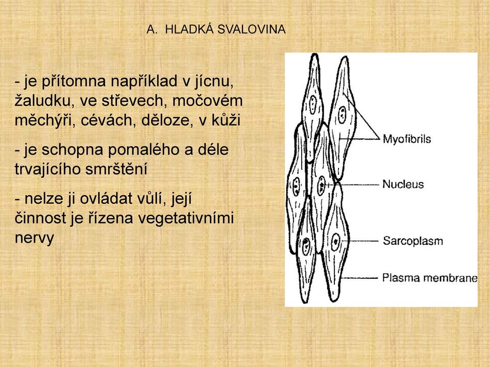 kůži - je schopna pomalého a déle trvajícího smrštění -