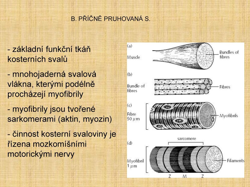 vlákna, kterými podélně procházejí myofibrily - myofibrily jsou