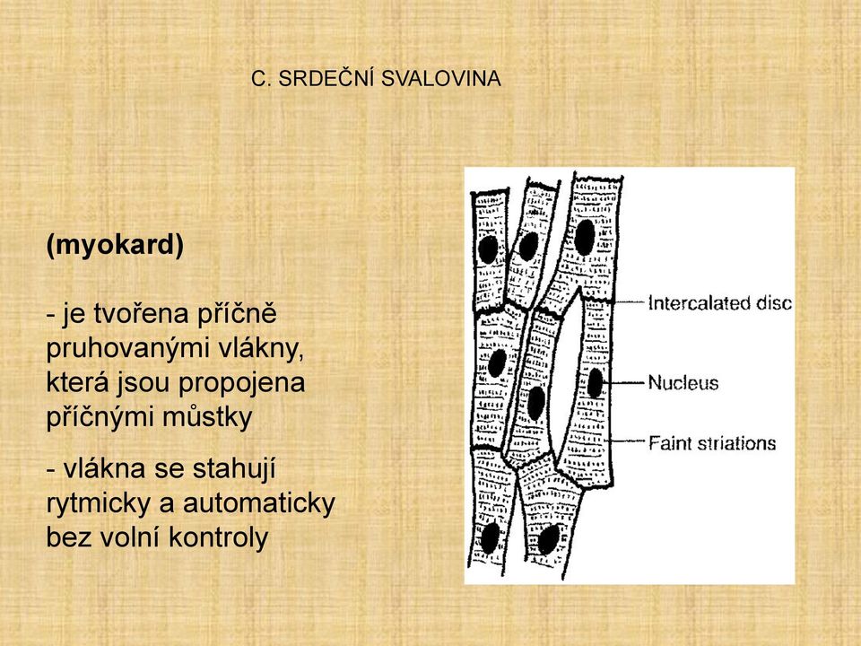 jsou propojena příčnými můstky - vlákna se