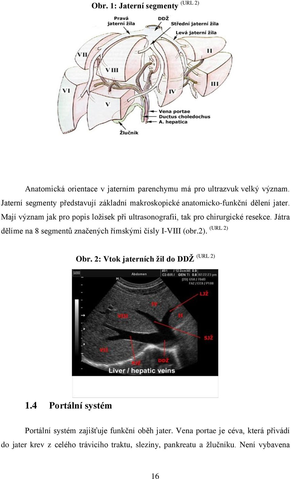 Mají význam jak pro popis ložisek při ultrasonografii, tak pro chirurgické resekce.