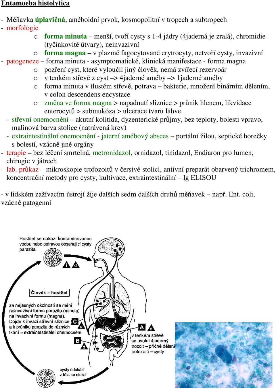 vyloučil jiný člověk, nemá zvířecí rezervoár o v tenkém střevě z cyst > 4jaderné améby > 1jaderné améby o forma minuta v tlustém střevě, potrava bakterie, množení binárním dělením, v colon descendens