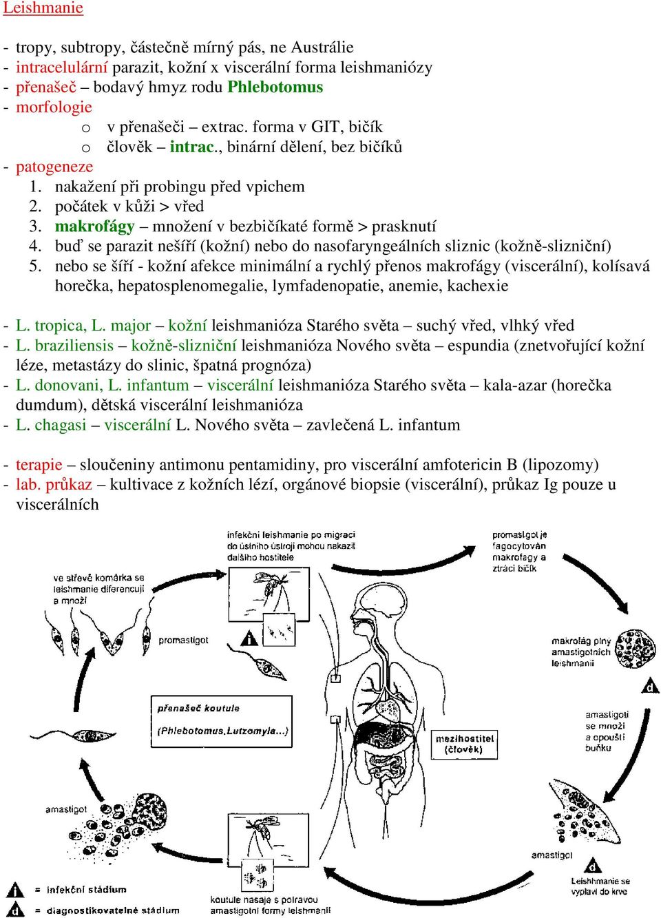 makrofágy množení v bezbičíkaté formě > prasknutí 4. buď se parazit nešíří (kožní) nebo do nasofaryngeálních sliznic (kožně-slizniční) 5.