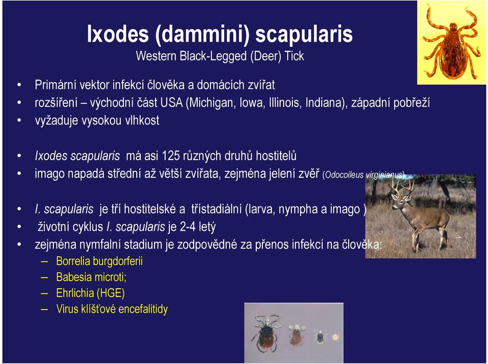 zvířata, zejména jelení zvěř (Odocoileus virginianus). I. scapularis je tří hostitelské a třístadiální (larva, nympha a imago ) životní cyklus I.