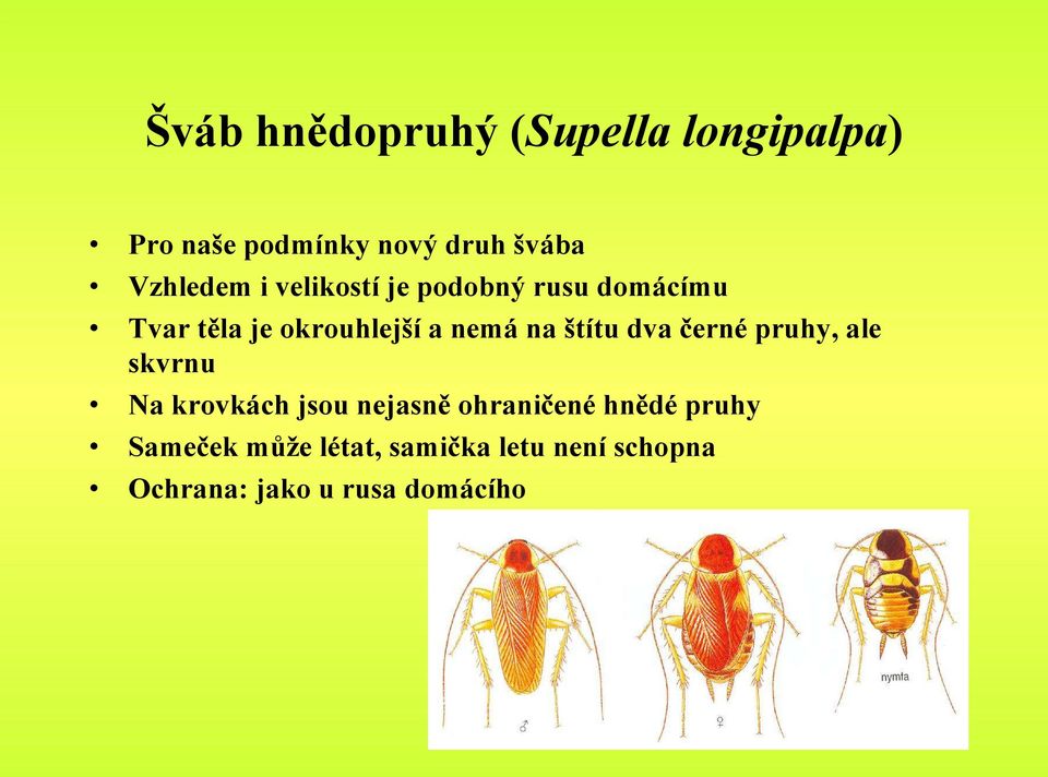 na štítu dva černé pruhy, ale skvrnu Na krovkách jsou nejasně ohraničené