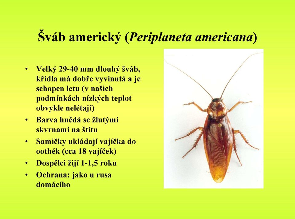 nelétají) Barva hnědá se žlutými skvrnami na štítu Samičky ukládají vajíčka