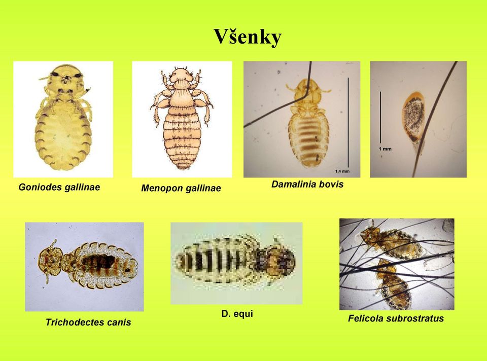 Damalinia bovis Menopon