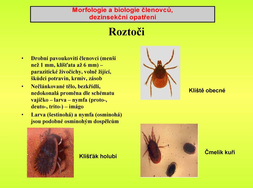 tělo, bezkřídlí, nedokonalá proměna dle schématu vajíčko larva nymfa (proto-, deuto-, trito-) imágo