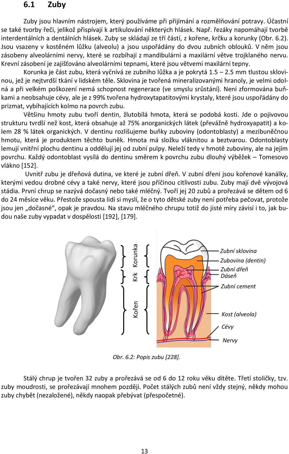 Jsou vsazeny v kostěném lůžku (alveolu) a jsou uspořádány do dvou zubních oblouků. V něm jsou zásobeny alveolárními nervy, které se rozbíhají z mandibulární a maxilární větve trojklaného nervu.