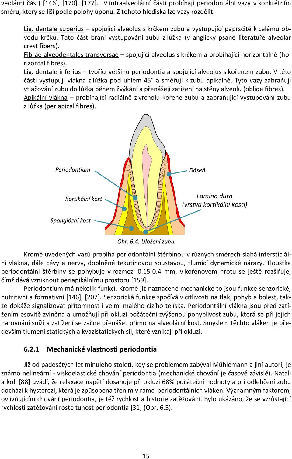 Fibrae alveodentales transversae spojující alveolus s krčkem a probíhající horizontálně (horizontal fibres). Lig. dentale inferius tvořící většinu periodontia a spojující alveolus s kořenem zubu.