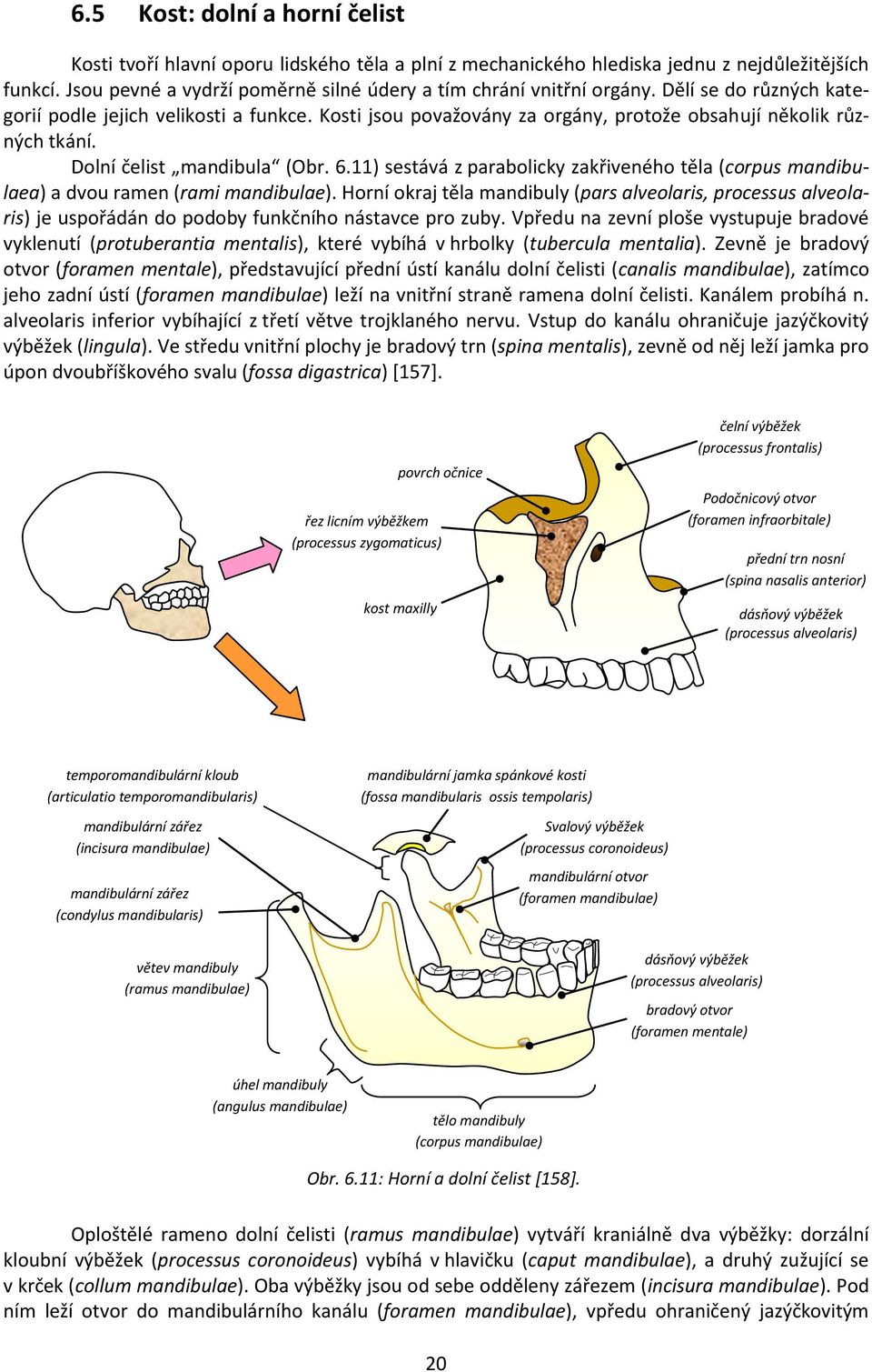 Kosti jsou považovány za orgány, protože obsahují několik různých tkání. Dolní čelist mandibula (Obr. 6.11) sestává z parabolicky zakřiveného těla (corpus mandibulaea) a dvou ramen (rami mandibulae).