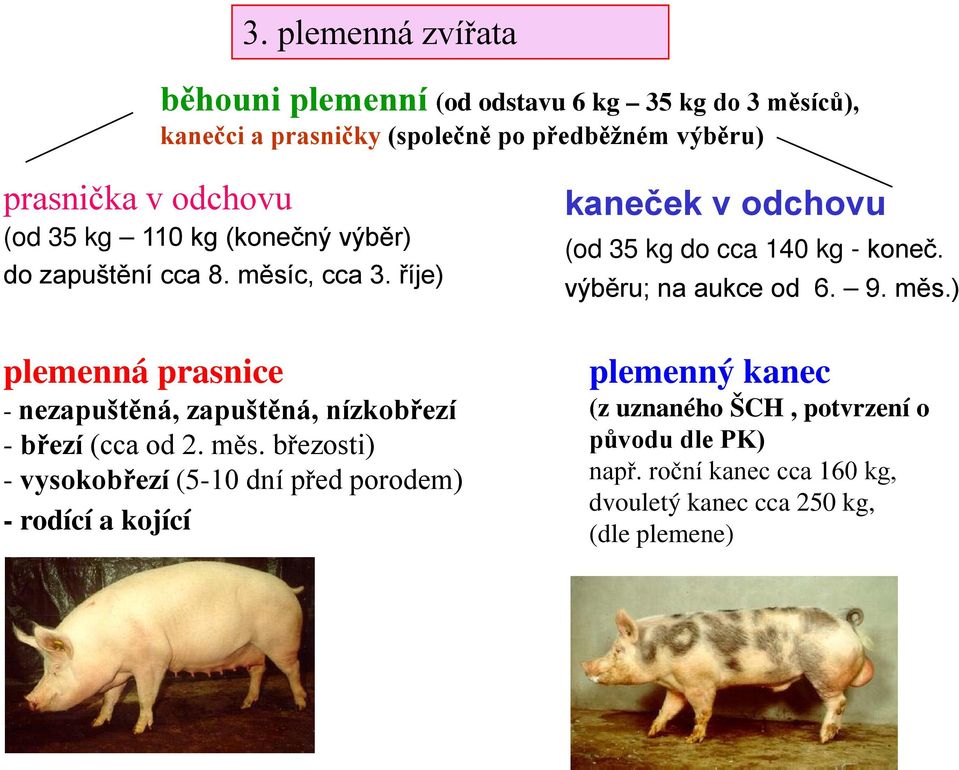 říje) plemenná prasnice - nezapuštěná, zapuštěná, nízkobřezí - březí (cca od 2. měs.