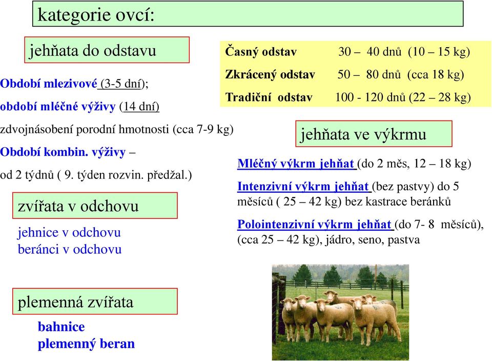 ) zvířata v odchovu jehnice v odchovu beránci v odchovu Časný odstav Zkrácený odstav Tradiční odstav 30 40 dnů (10 15 kg) 50 80 dnů (cca 18 kg) 100-120 dnů