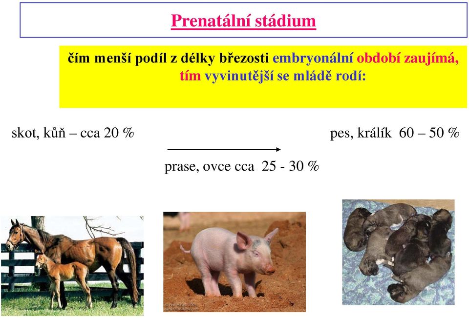 vyvinutější se mládě rodí: skot, kůň cca 20