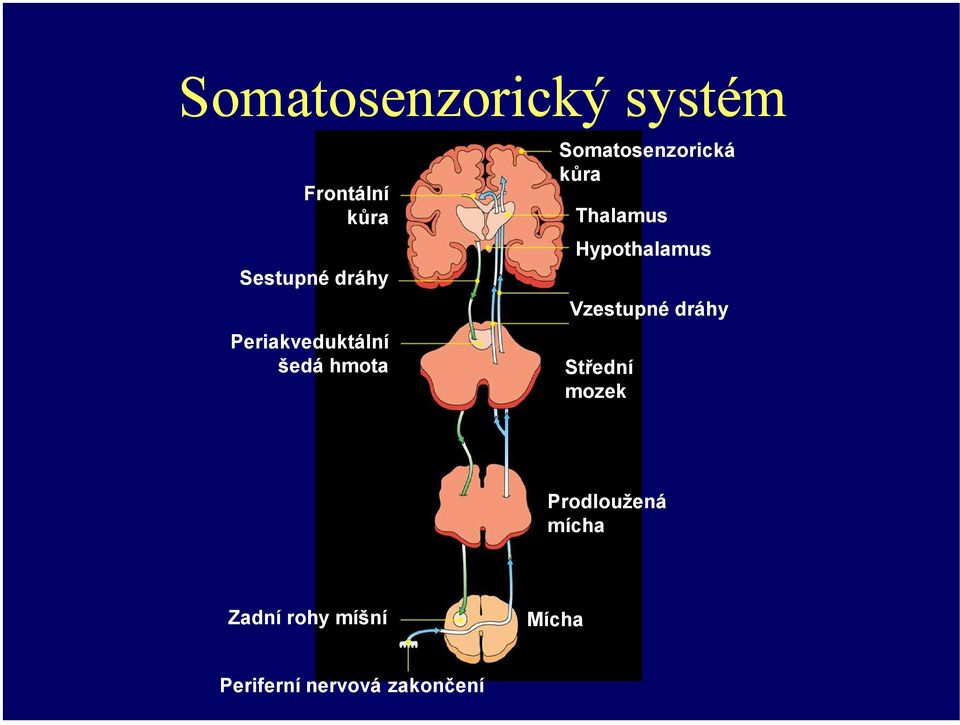 Hypothalamus Vzestupné dráhy Střední mozek Prodloužená mícha