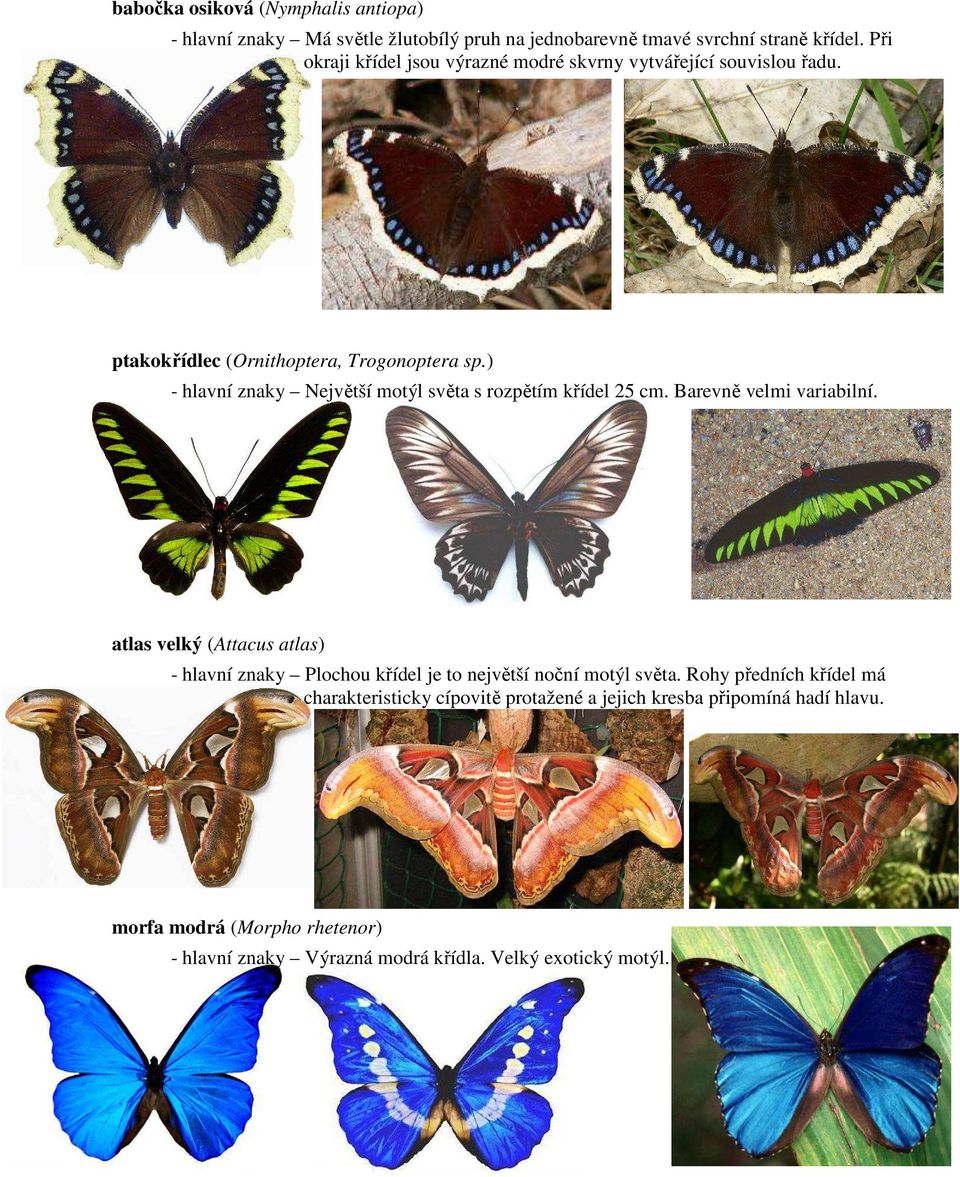 ) - hlavní znaky Největší motýl světa s rozpětím křídel 25 cm. Barevně velmi variabilní.