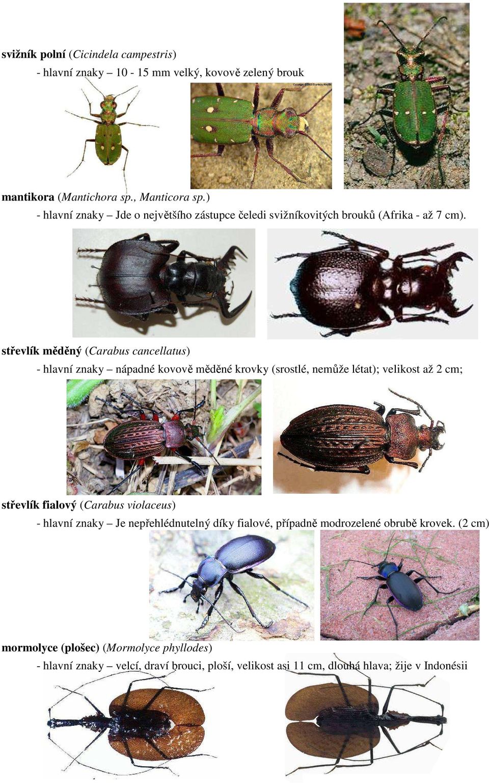 střevlík měděný (Carabus cancellatus) - hlavní znaky nápadné kovově měděné krovky (srostlé, nemůže létat); velikost až 2 cm; střevlík fialový (Carabus