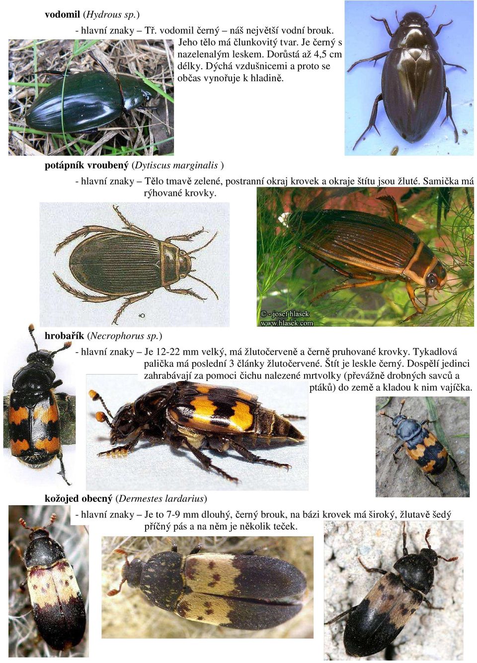 Samička má rýhované krovky. hrobařík (Necrophorus sp.) - hlavní znaky Je 12-22 mm velký, má žlutočerveně a černě pruhované krovky. Tykadlová palička má poslední 3 články žlutočervené.