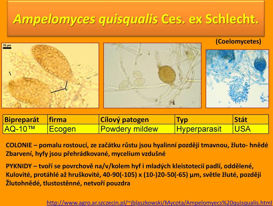 jsou hyalinní později tmavnou, žluto- hnědé Zbarvení, hyfy jsou přehrádkované, mycelium vzdušné PYKNIDY tvoří se povrchově na/v/kolem hyf i