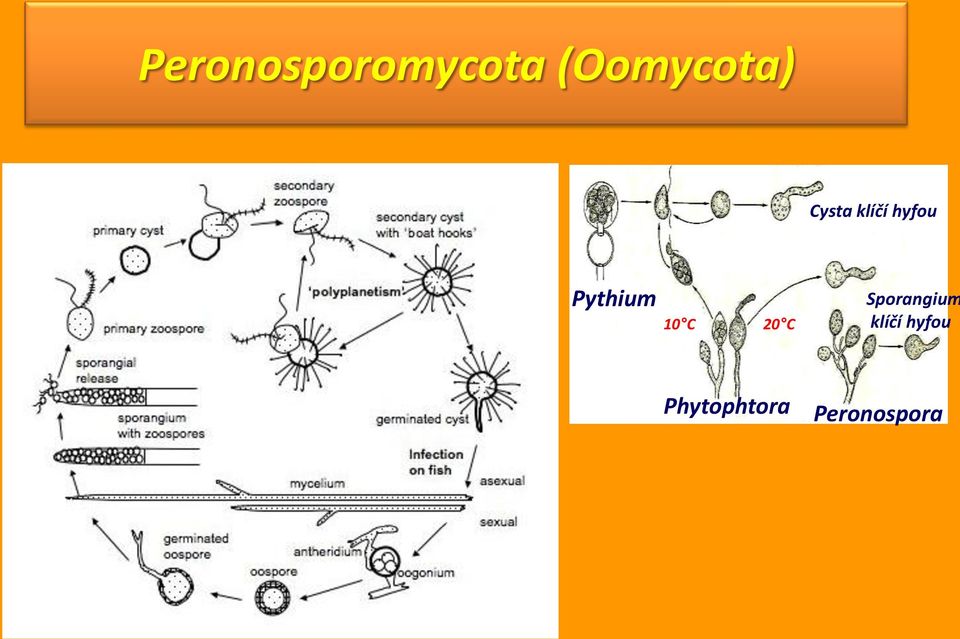 hyfou Pythium 10 C 20 C