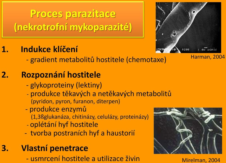 furanon, diterpen) - produkce enzymů (1,3ßglukanáza, chitinázy, celulázy, proteinázy) - oplétání hyf hostitele -