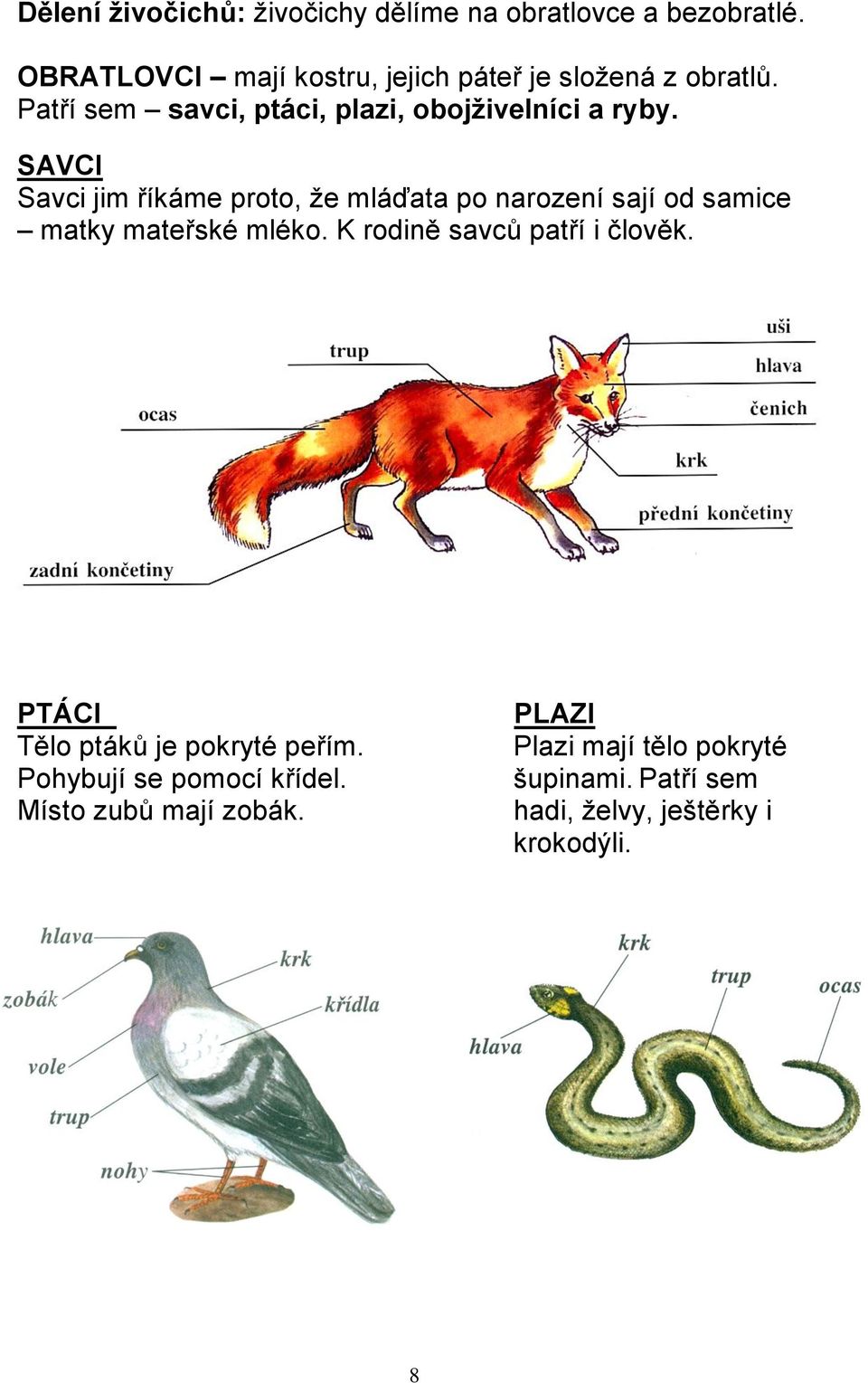 SAVCI Savci jim říkáme proto, že mláďata po narození sají od samice matky mateřské mléko.