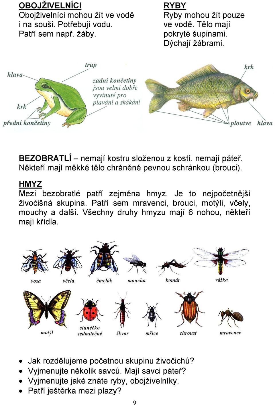 HMYZ Mezi bezobratlé patří zejména hmyz. Je to nejpočetnější živočišná skupina. Patří sem mravenci, brouci, motýli, včely, mouchy a další.