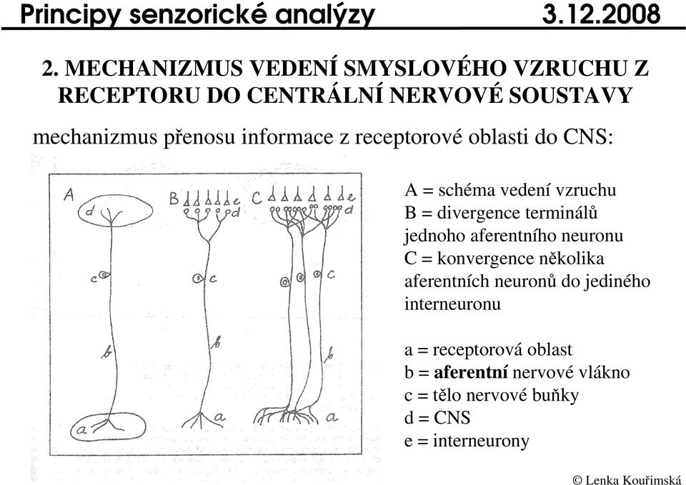 z receptorové oblasti do CNS: A = schéma vedení vzruchu B = divergence terminál jednoho aferentního neuronu C