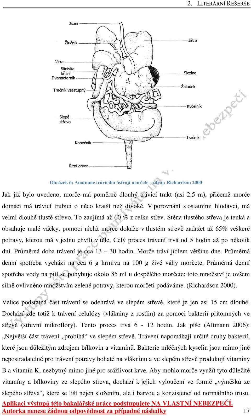 Stěna tlustého střeva je tenká a obsahuje malé váčky, pomocí nichž morče dokáže v tlustém střevě zadržet až 65% veškeré potravy, kterou má v jednu chvíli v těle.