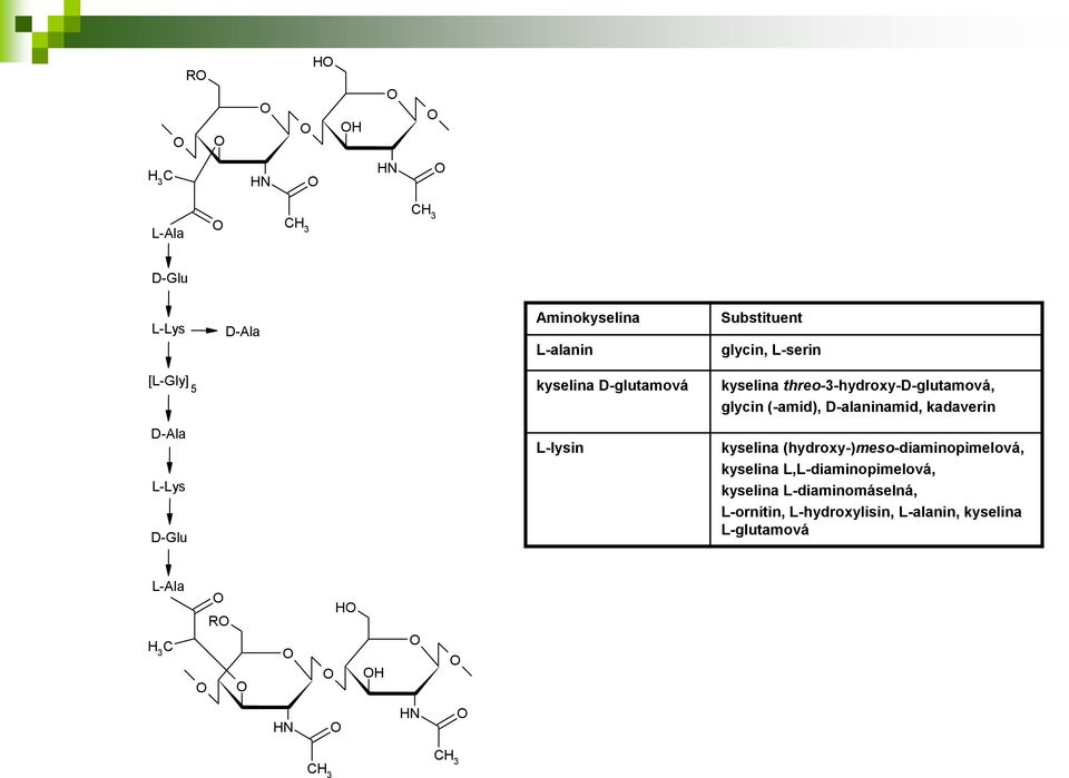 kadaverin D-Ala L-Lys D-Glu L-lysin kyselina (hydroxy-)meso-diaminopimelová, kyselina