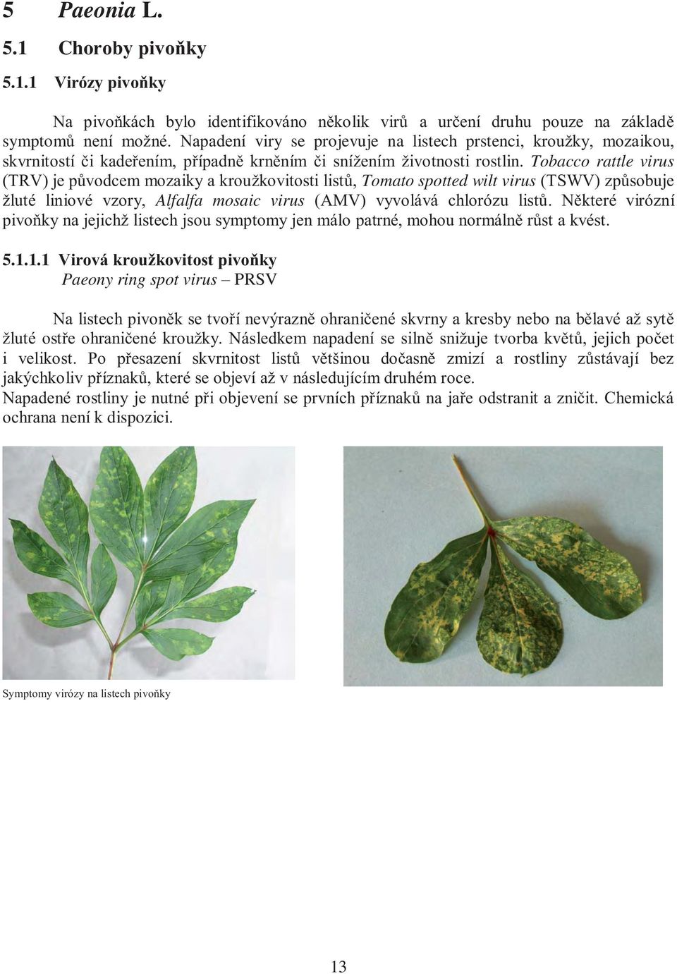 Tobacco rattle virus (TRV) je původcem mozaiky a kroužkovitosti listů, Tomato spotted wilt virus (TSWV) způsobuje žluté liniové vzory, Alfalfa mosaic virus (AMV) vyvolává chlorózu listů.