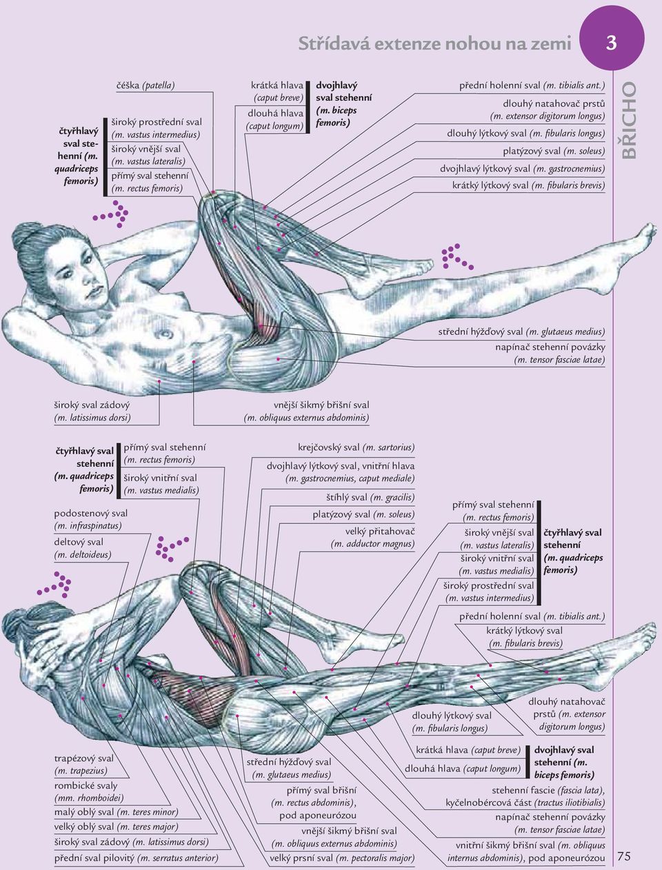 ) dlouhý natahovač prstů (m. extensor digitorum longus) dlouhý lýtkový sval (m. fibularis longus) platýzový sval (m. soleus) dvojhlavý lýtkový sval (m. gastrocnemius) krátký lýtkový sval (m.