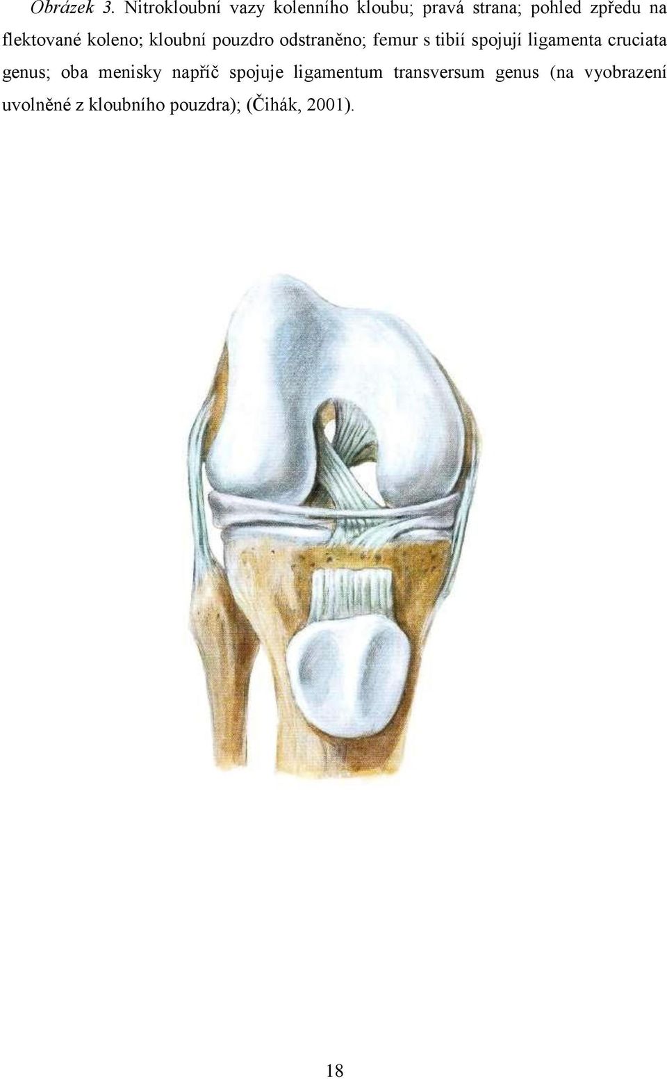 flektované koleno; kloubní pouzdro odstraněno; femur s tibií spojují
