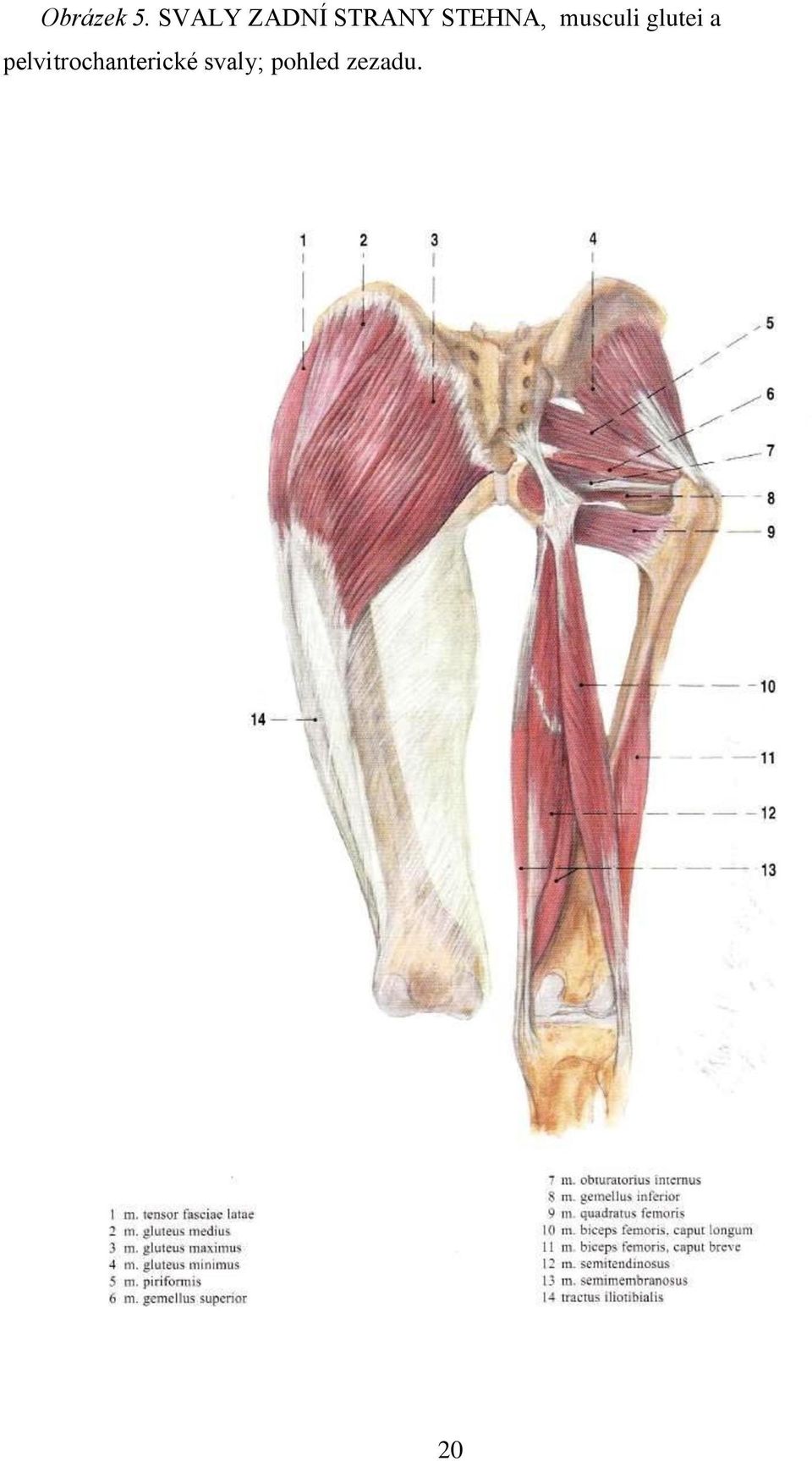 STEHNA, musculi glutei a