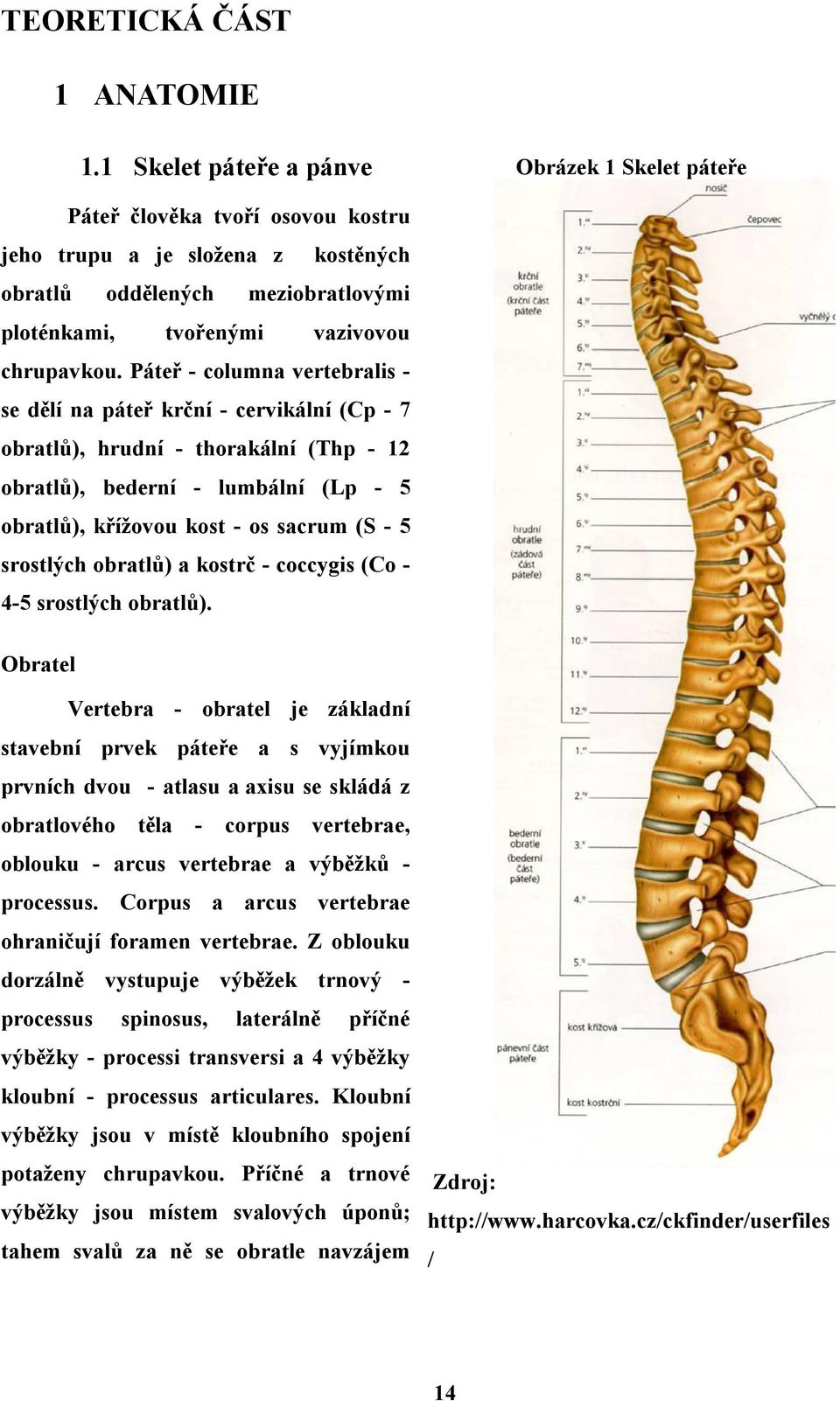 Páteř - columna vertebralis - se dělí na páteř krční - cervikální (Cp - 7 obratlů), hrudní - thorakální (Thp - 12 obratlů), bederní - lumbální (Lp - 5 obratlů), křížovou kost - os sacrum (S - 5