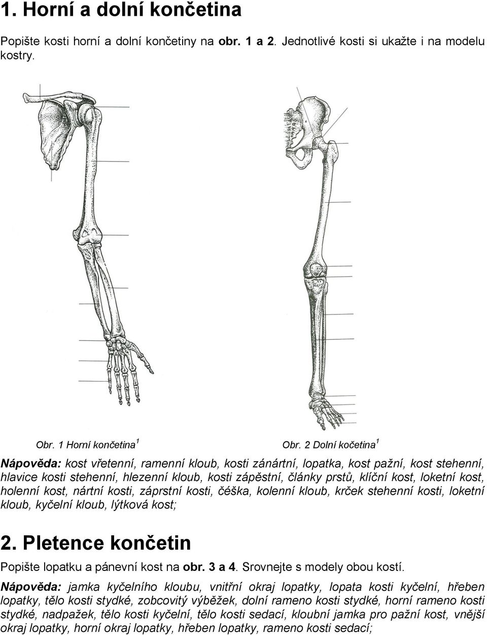 loketní kost, holenní kost, nártní kosti, záprstní kosti, čéška, kolenní kloub, krček stehenní kosti, loketní kloub, kyčelní kloub, lýtková kost; 2.