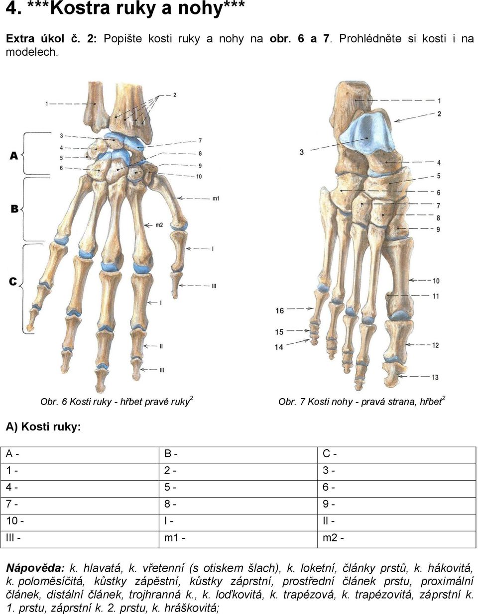 7 Kosti nohy - pravá strana, hřbet 2 A) Kosti ruky: A - B - C - 1-2 - 3-4 - 5-6 - 7-8 - 9-10 - I - II - III - m1 - m2 - Nápověda: k. hlavatá, k.