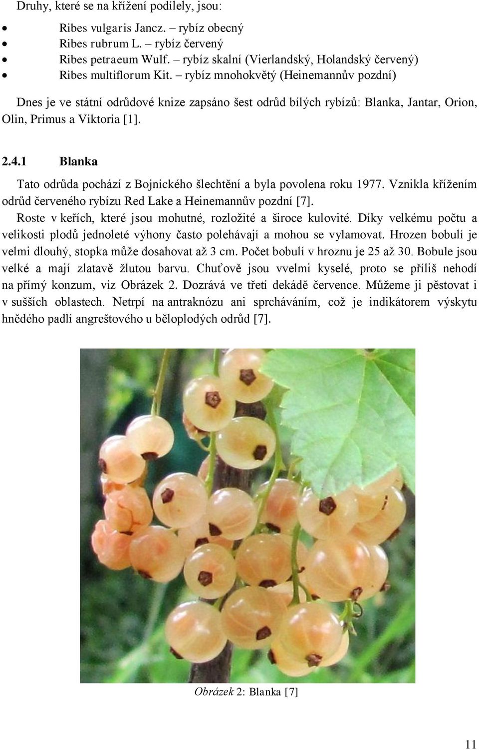 1 Blanka Tato odrůda pochází z Bojnického šlechtění a byla povolena roku 1977. Vznikla křížením odrůd červeného rybízu Red Lake a Heinemannův pozdní [7].