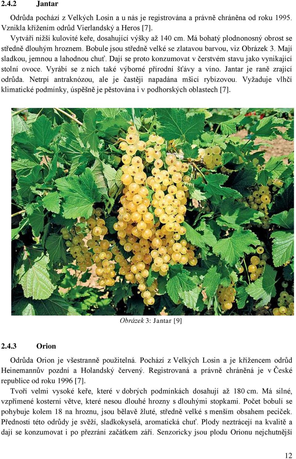 Mají sladkou, jemnou a lahodnou chuť. Dají se proto konzumovat v čerstvém stavu jako vynikající stolní ovoce. Vyrábí se z nich také výborné přírodní šťávy a víno. Jantar je raně zrající odrůda.