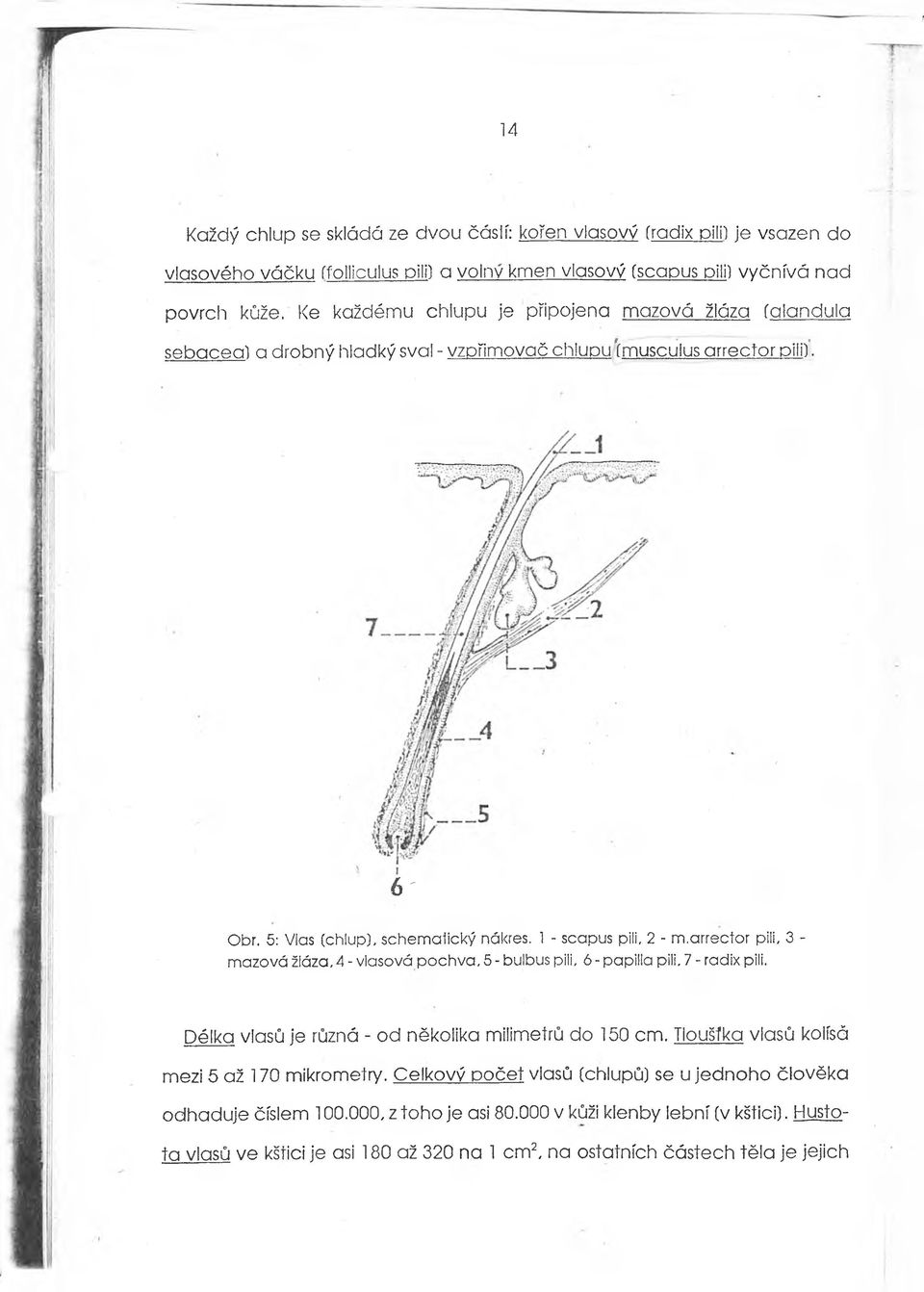 1 - scapus pili, 2 - m.arrector pili, 3 - mazová žiáza, 4 - vlasová pochva, 5 - bulbus pili, 6 - papilla pili. 7 - radix pili. Délka vlasů je různá - od několika milimetrů do 150 cm.