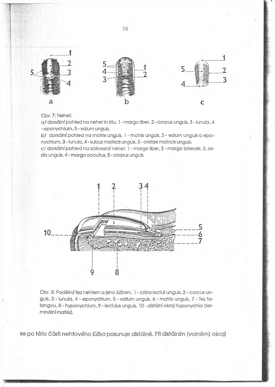 1- m argo liber, 2 - m argo lateralis, 3, radix unguis, 4 -m argo occultus, 5 -corpus unguis. ; 1 2 34 l i i Obr. 8: Podélný řez nehtem a jeho lůžkem. 1- crista lectuli unguis.