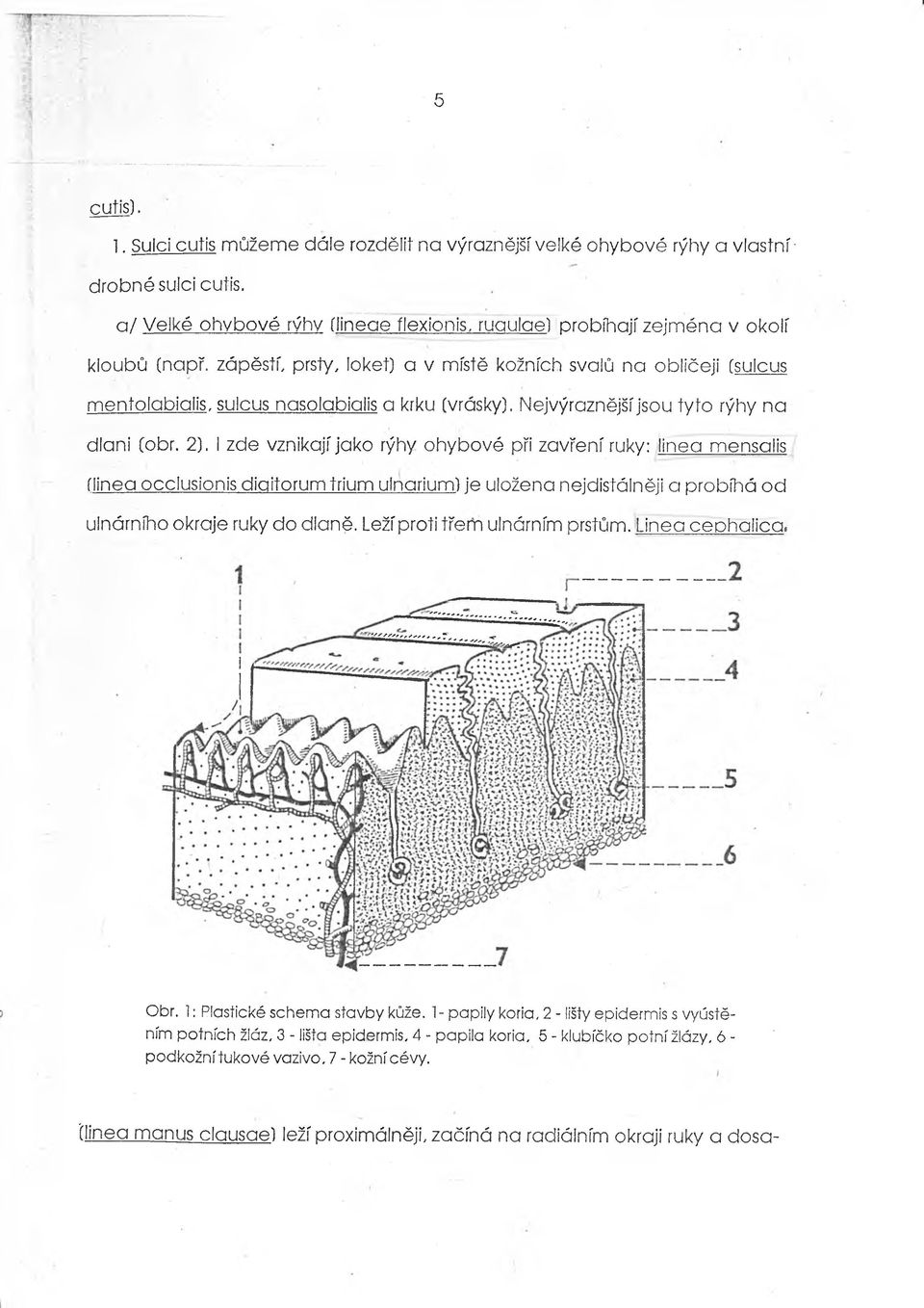 (vrásky). Nejvýraznější jsou tyto rýhy na dlani (obr. 2).